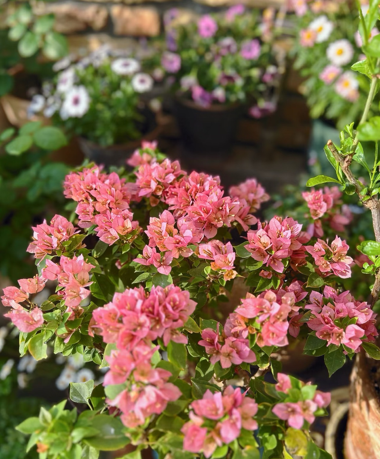 【塔紫+塔橙】皮实耐造双塔组合带盆三角梅