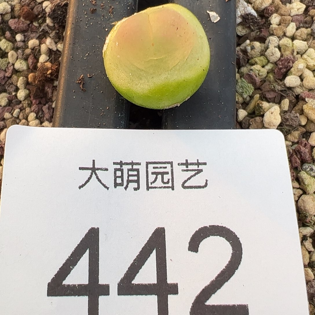 一物一拍           442