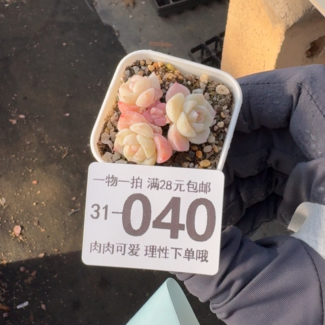 冰玉无盆土发货无