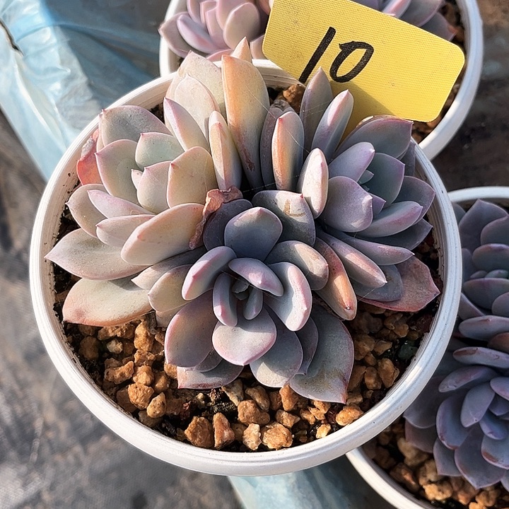 奶茶三个头10号码牌子的话题