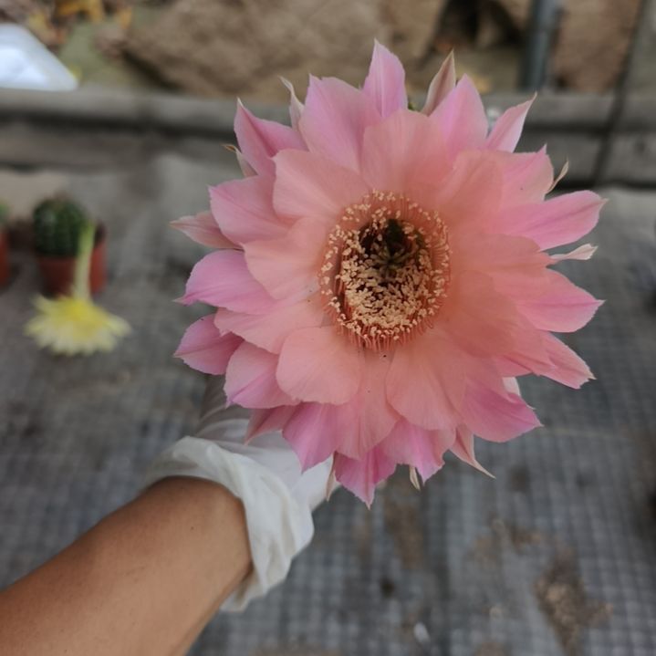 当前无花栽培后可以开花摘花脱土发货020