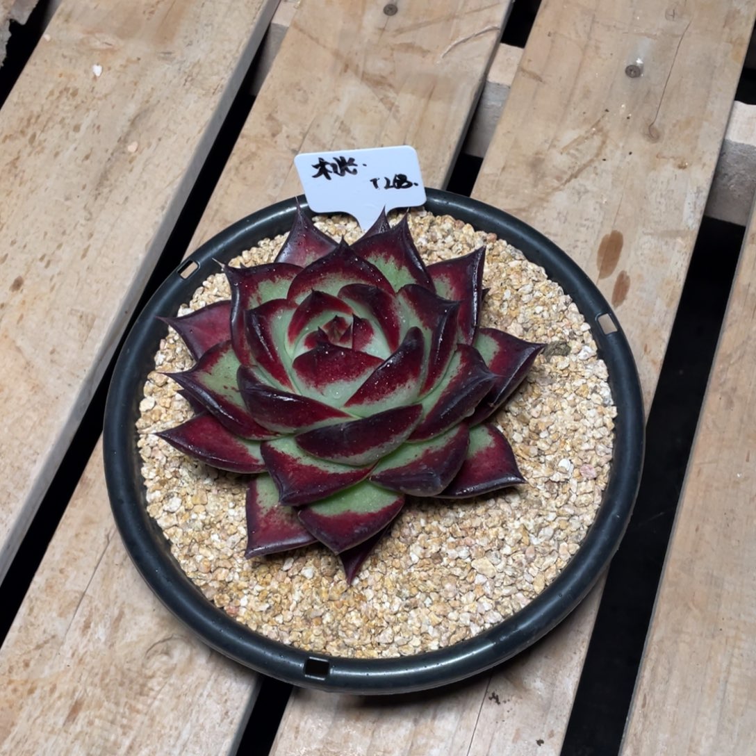 小****多肉植物，山人园艺