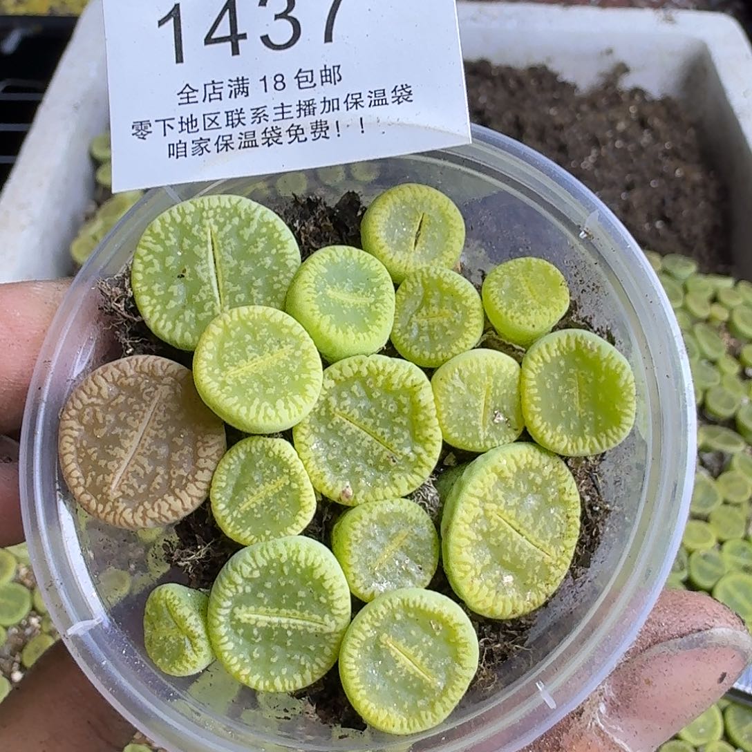 1437 哈哈哈哈哈哈哈哈哈