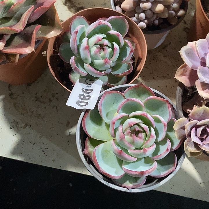 纤***媚980惊鸿多肉植物2颗