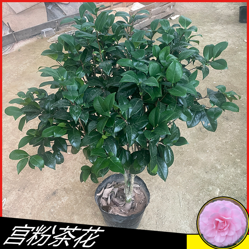 小陈，宫粉小桃红380山茶花树苗观赏花卉植物庭院阳台客厅好养盆栽