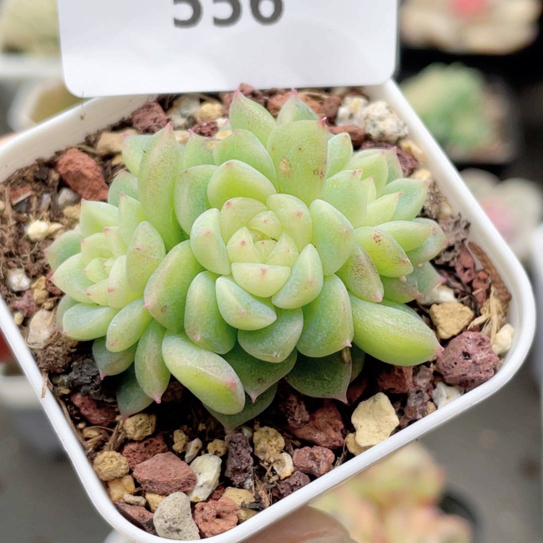 556号糖心冰心珍妮 泼天富贵