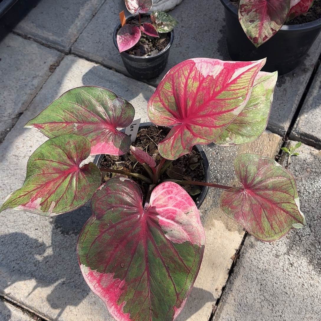 泰国彩叶芋 74-0129 多肉