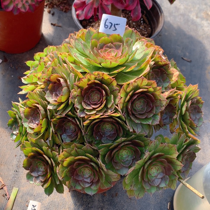 675万拉丝精品法师多肉