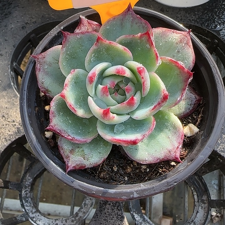 琴***肉80 惊鸿仙子多肉植物6-9cm