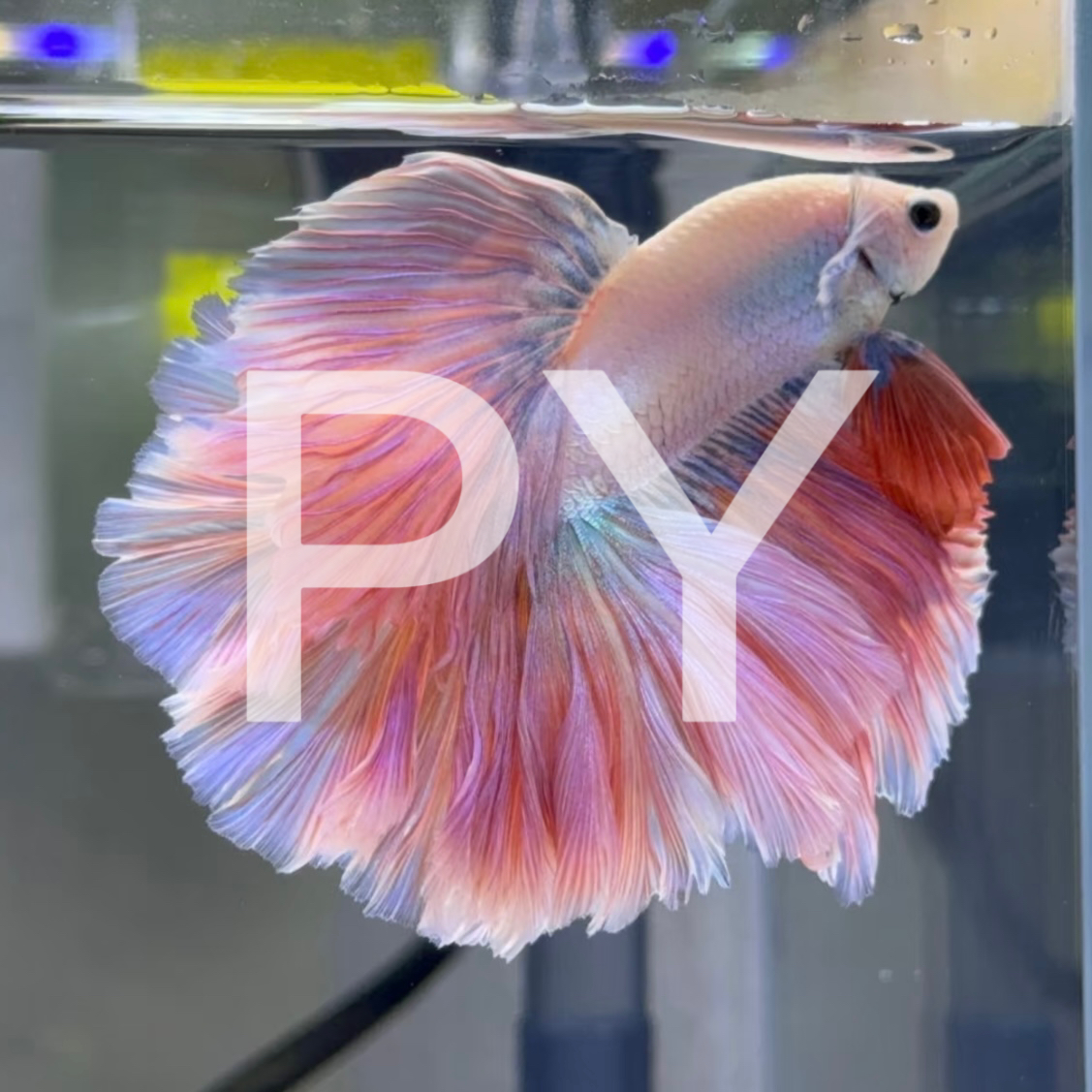 C14（313-336）泰国斗鱼小型热带鱼观赏鱼（直播间选鱼）