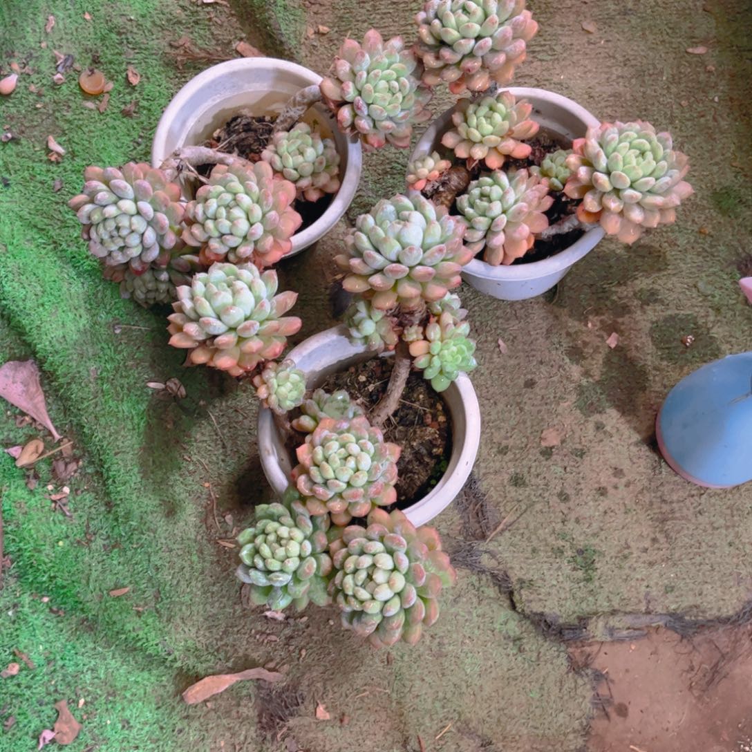 凉***桃多肉植物保护研究所所长