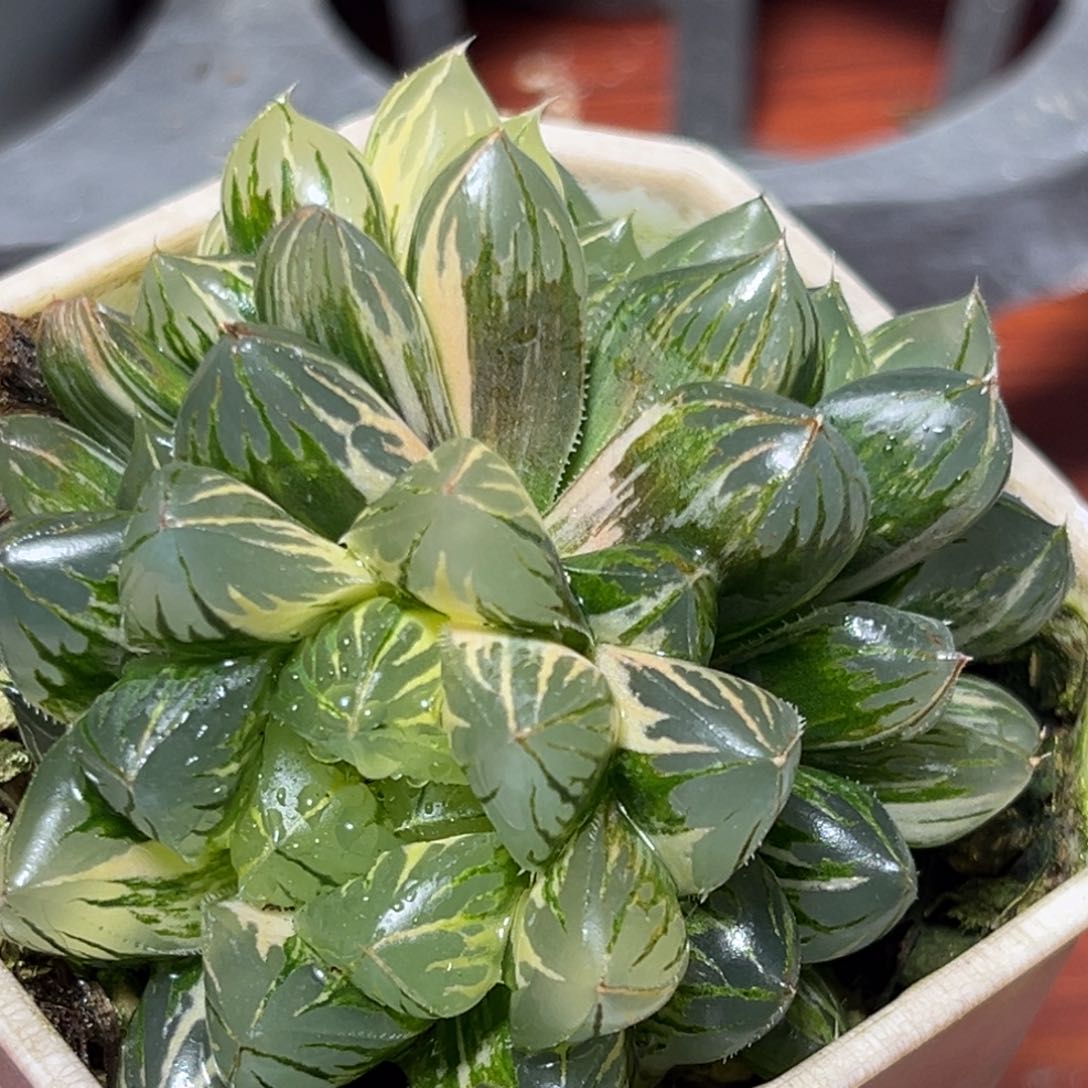 恭喜发财大吉大利898