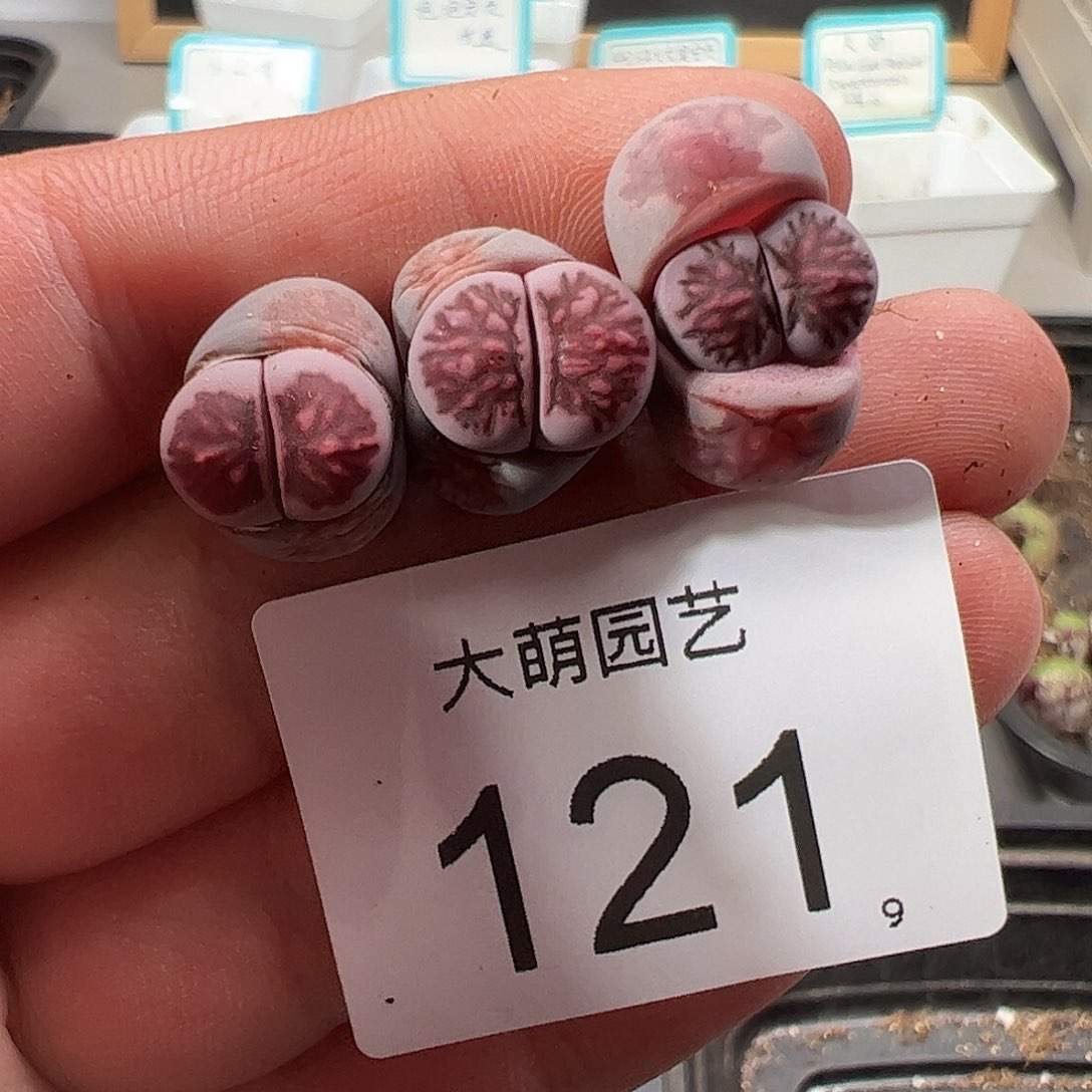 0000121 一物一拍……