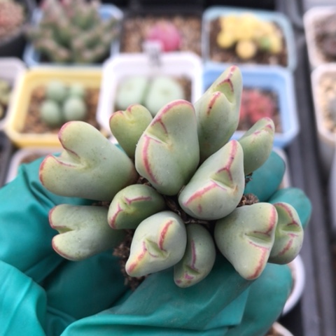 多肉肉锥 13头 红耳少将