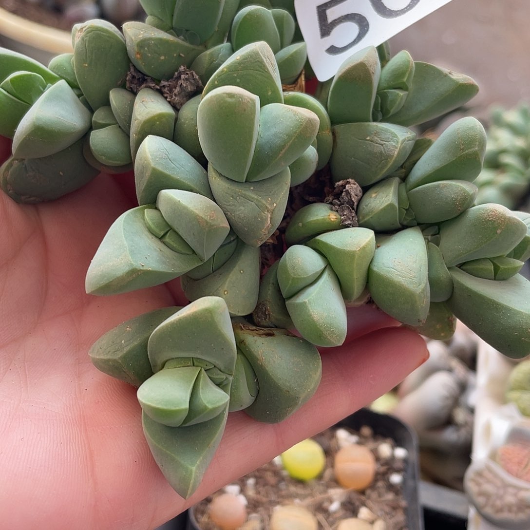 秋琴玉一颗505000