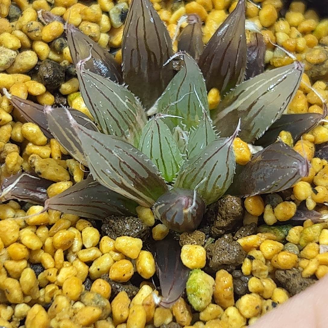 大卫锦十二卷多肉植物