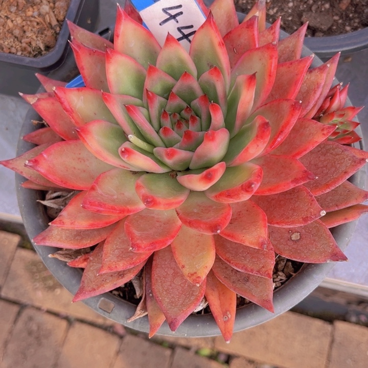 健健康康平平安安多肉