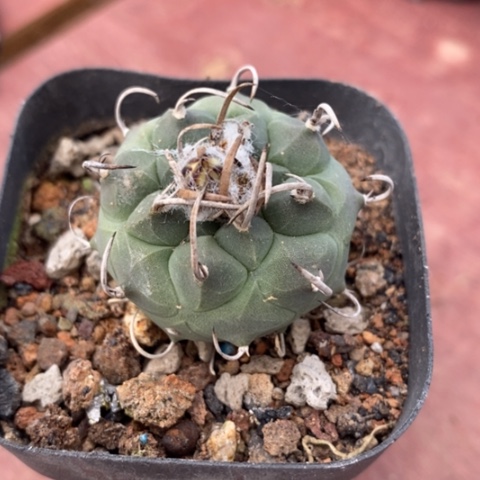 升文龙娇丽3仙人球