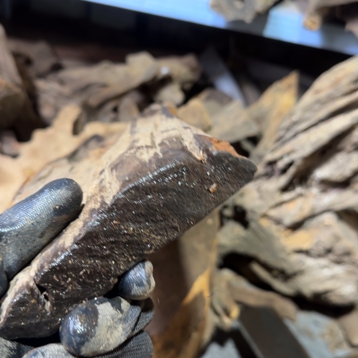 把件楠木龙****?感谢我龙哥