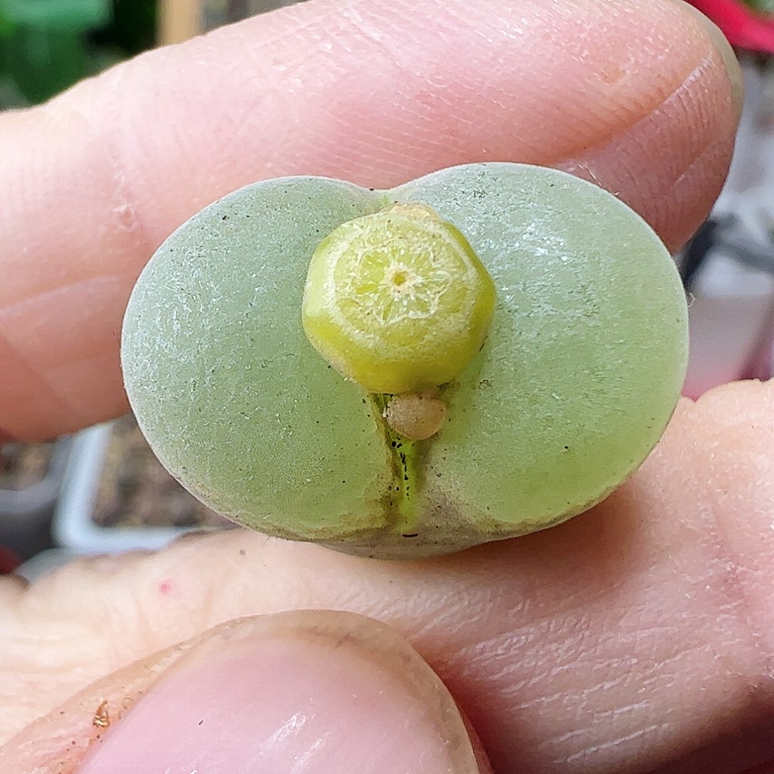 粉红女郎风铃玉一颗………………