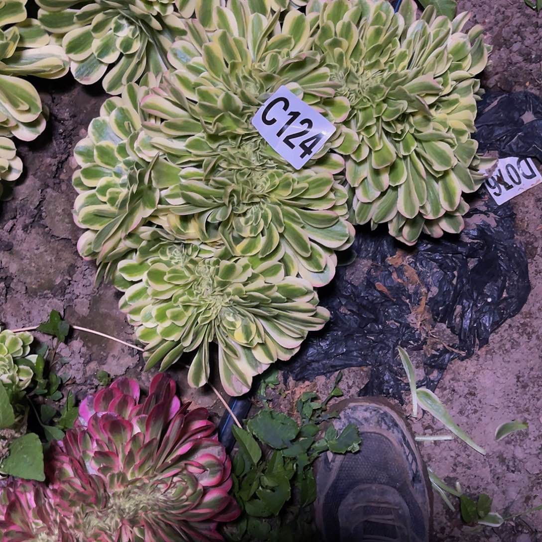 迈巴赫法师28—41包邮