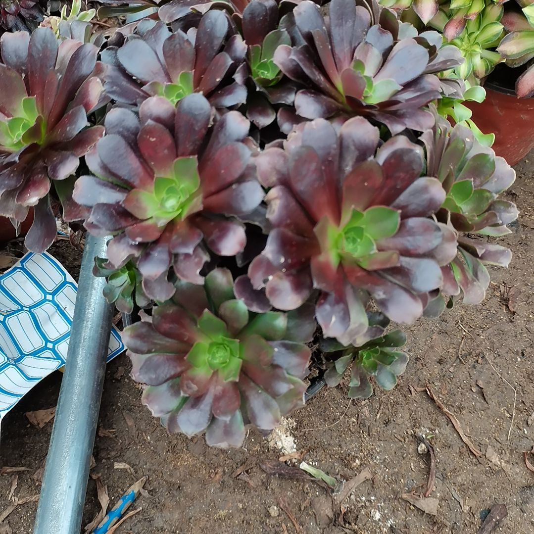 欧紫手捧多肉法师多肉3-55