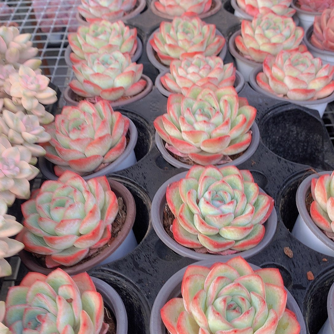 泡芙345678899000000