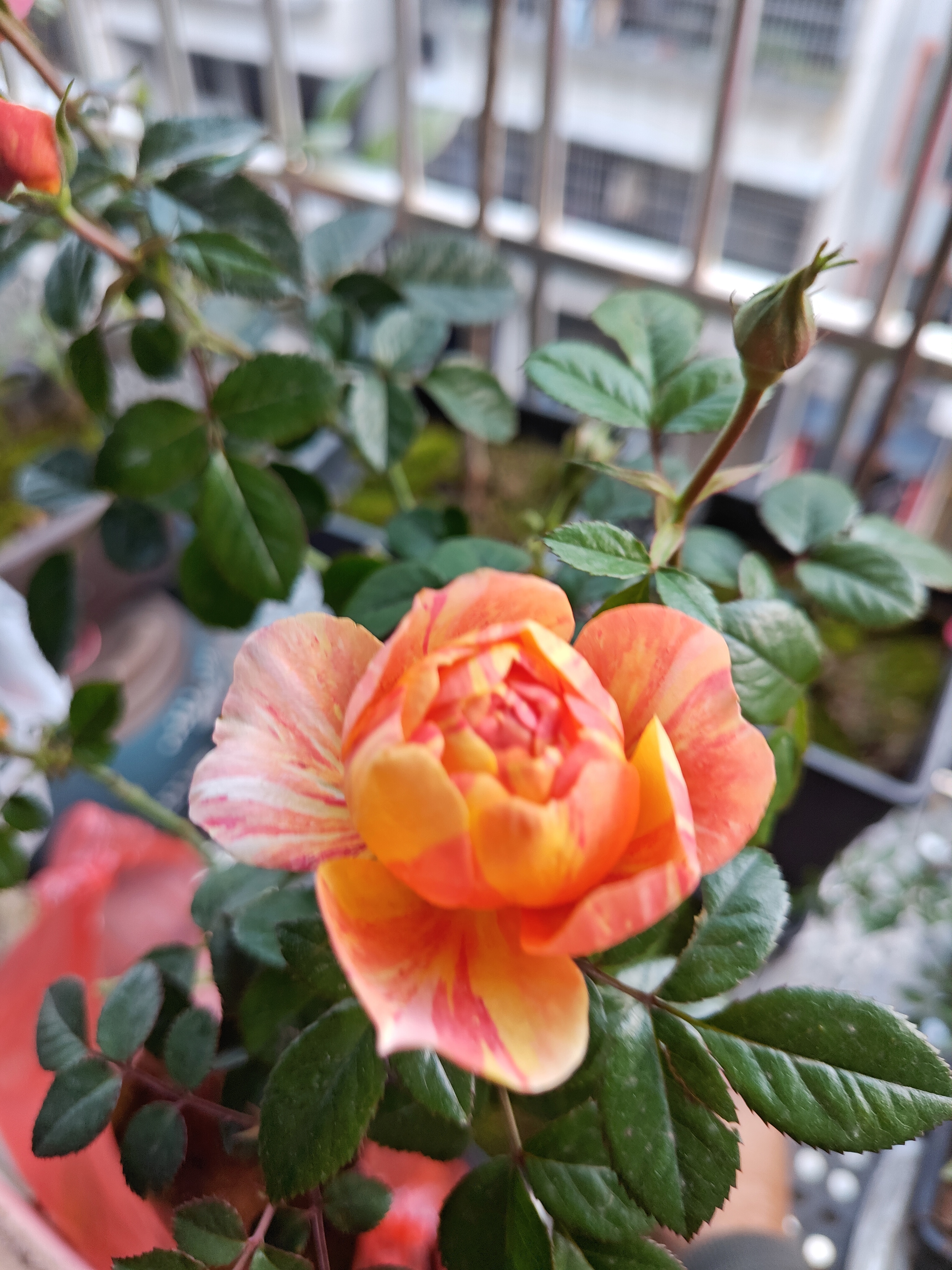 山木香金樱子老桩古桩一物一拍