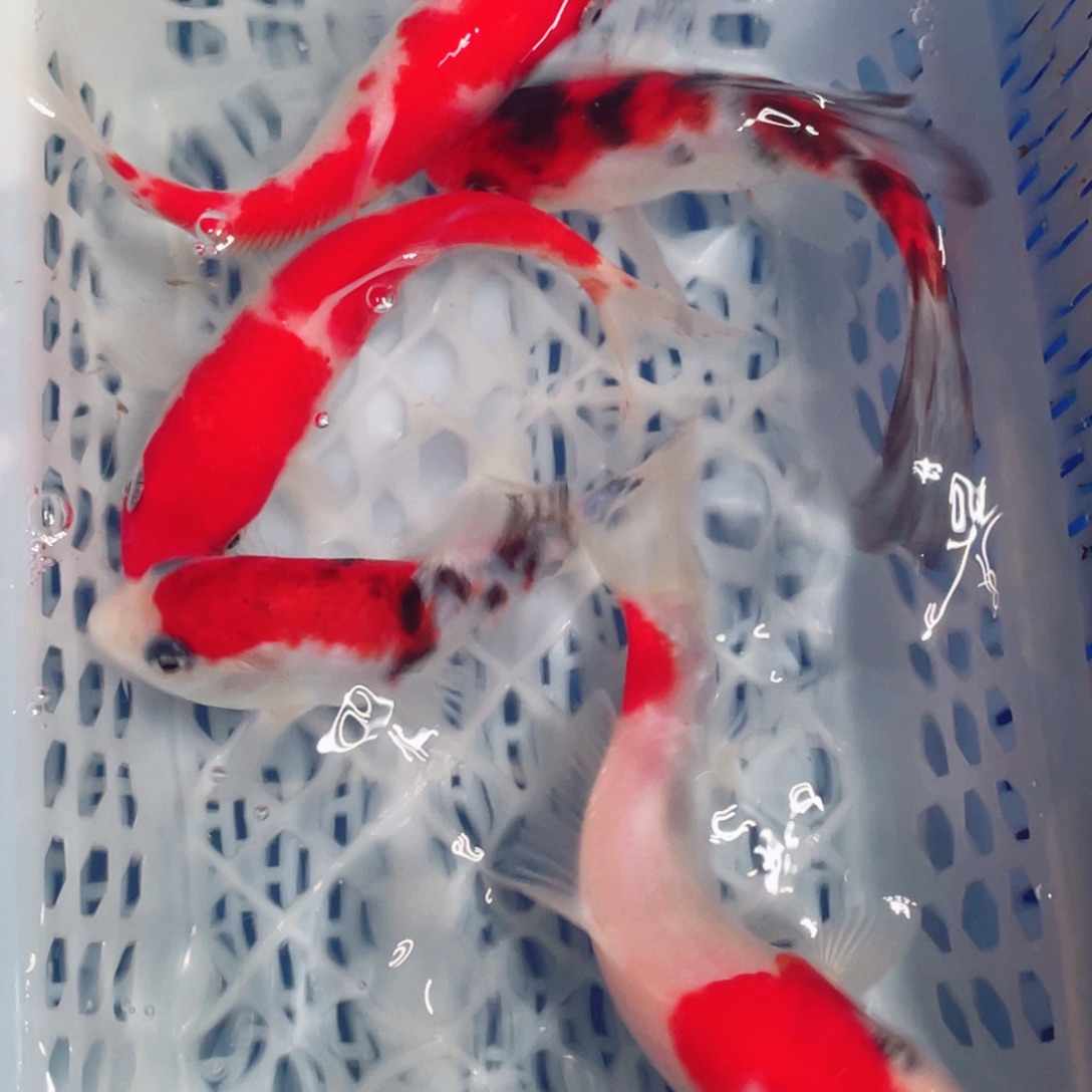 锦鲤锦鲤观赏鱼161888