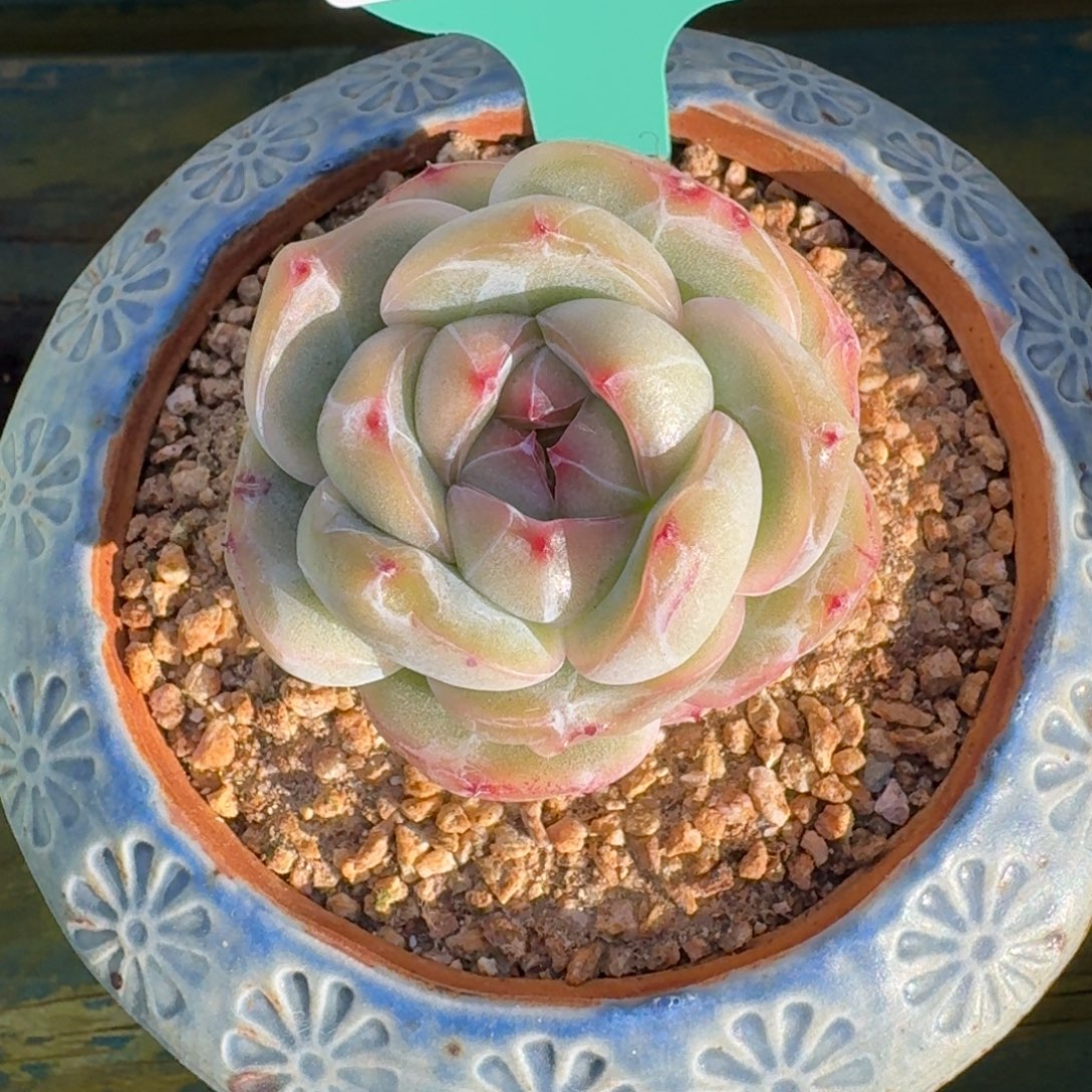 从前慢多肉精选编号1207.22