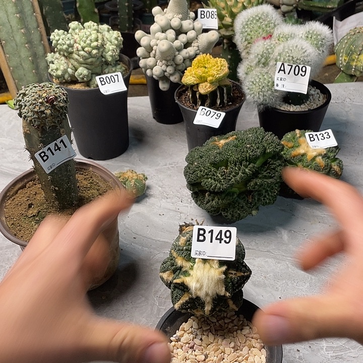 完全开放149龟甲一个