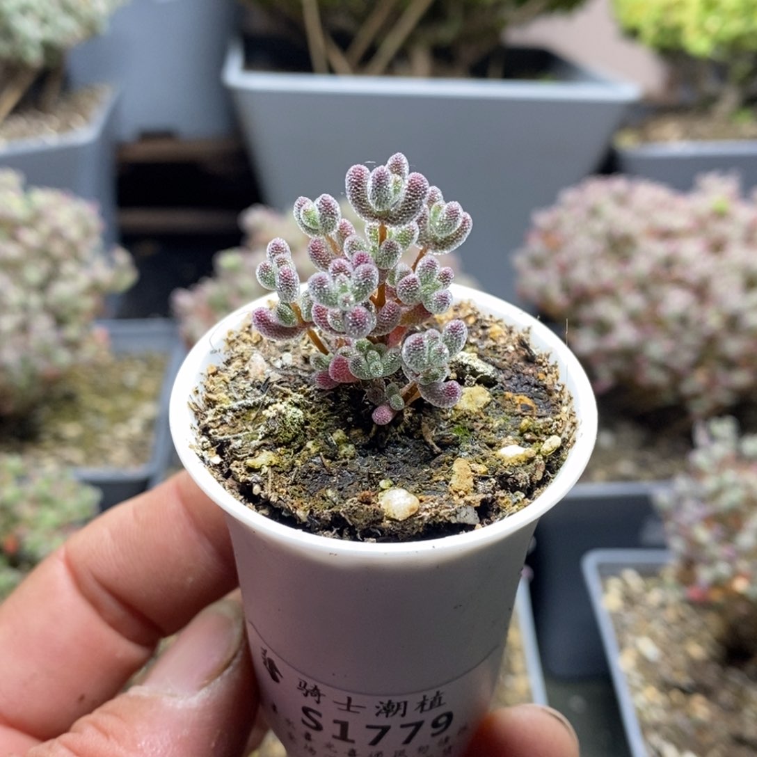 1779实生精控优选冰晶