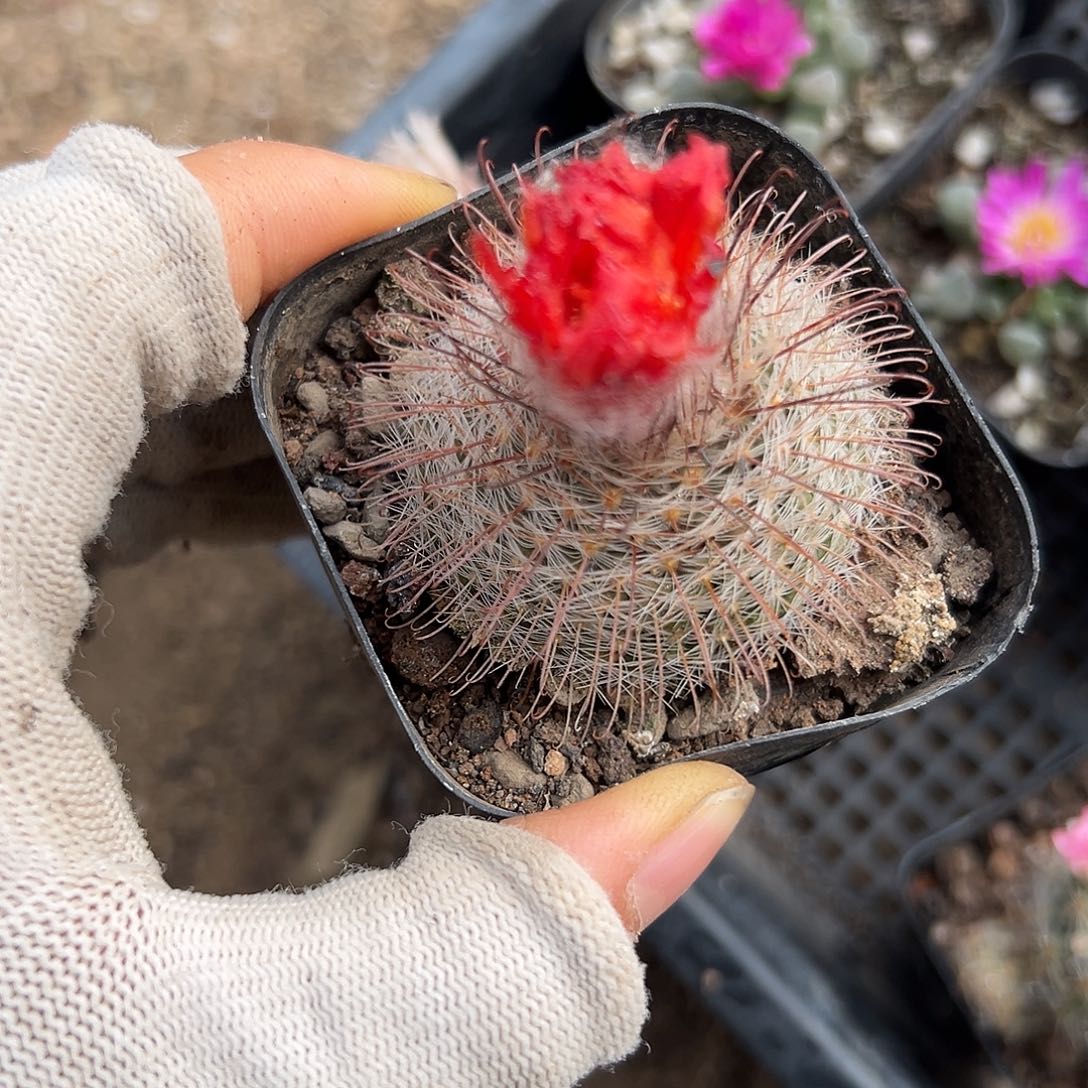 多多中央音乐学院中央音乐学院
