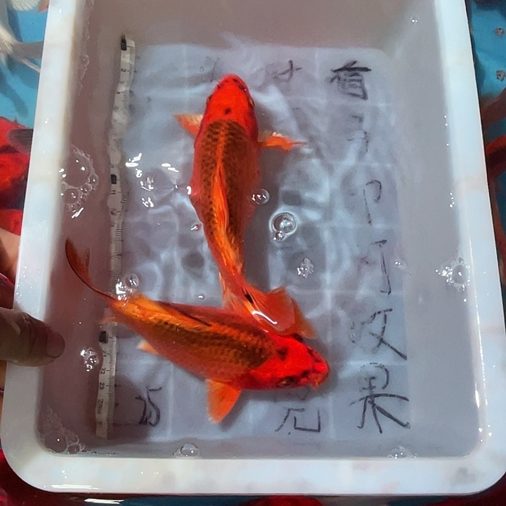 蝴蝶鲤渔场直发32