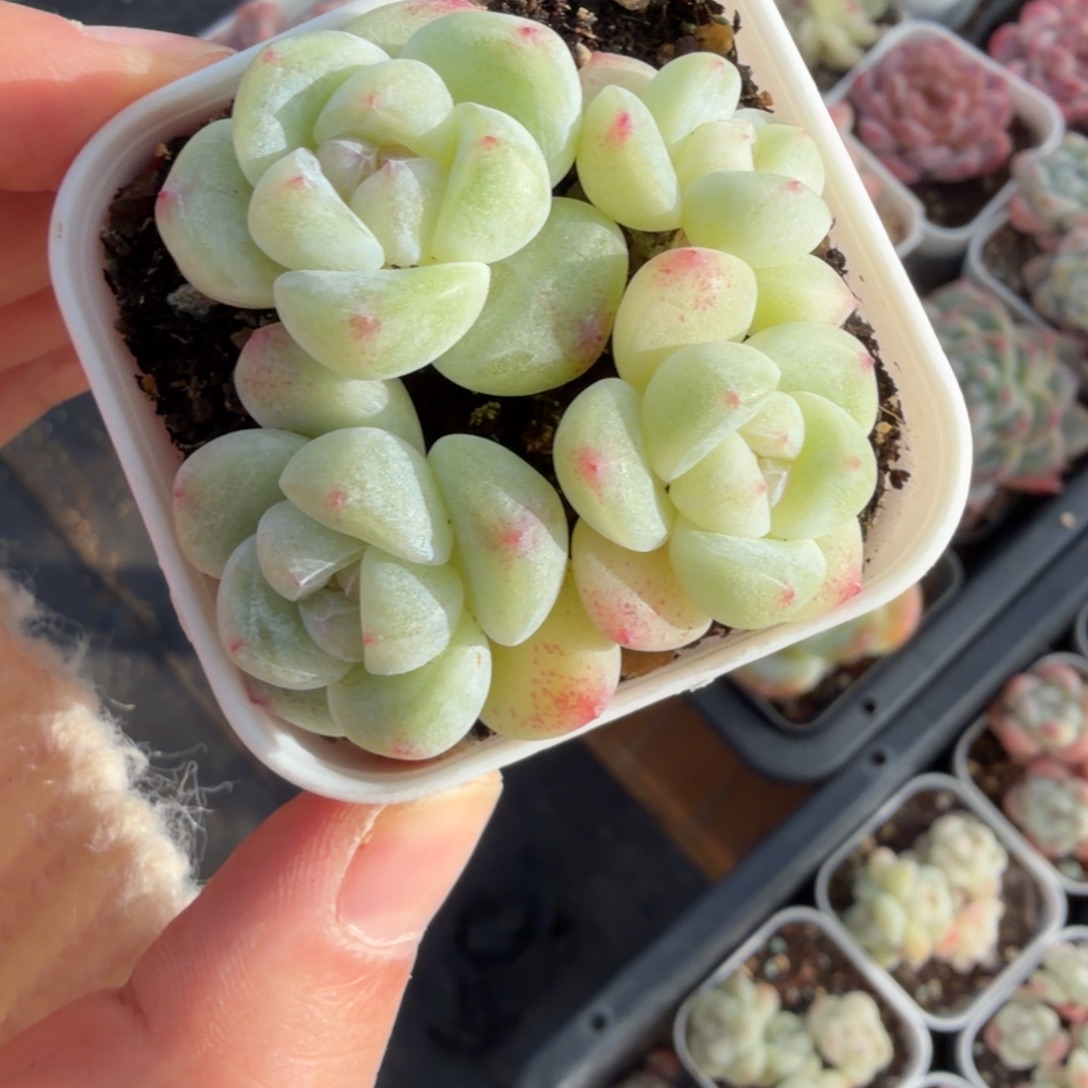 小***.东篱下多肉植物哈哈哈
