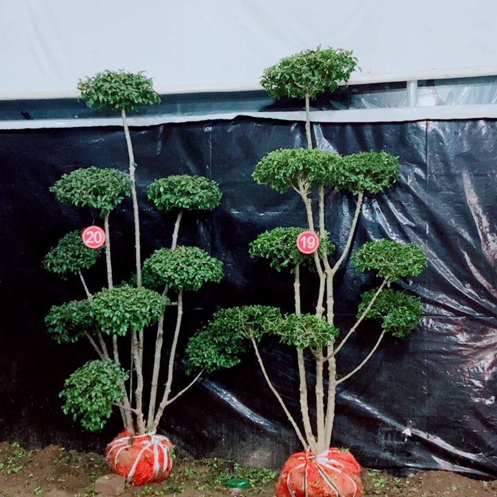 一物一拍一对一对