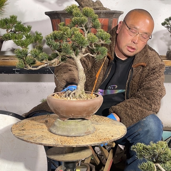 s***n精品五针松盆景艺术