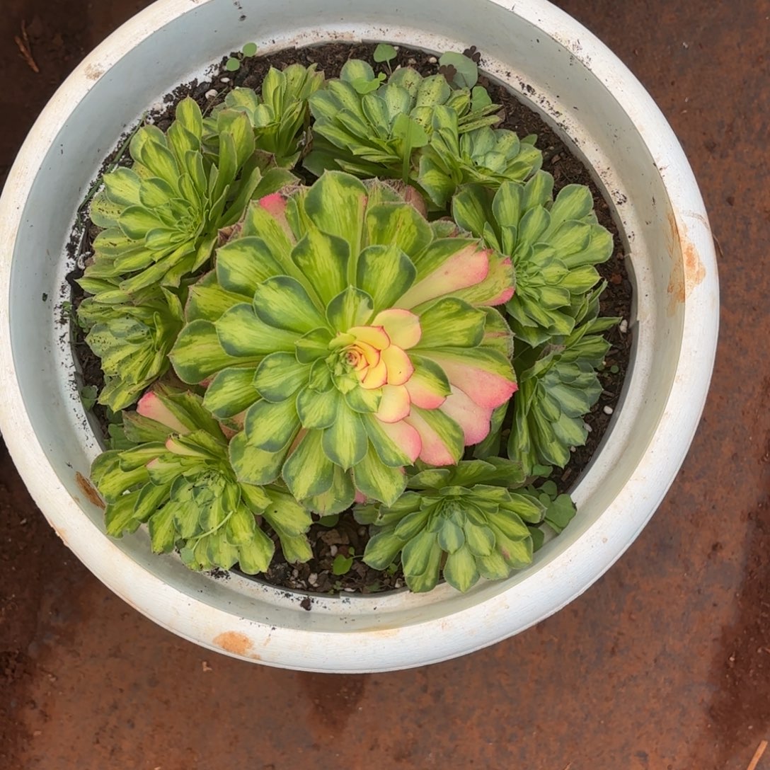 云南多肉植物知否