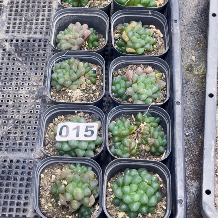 姬雨露015 一物一图如图