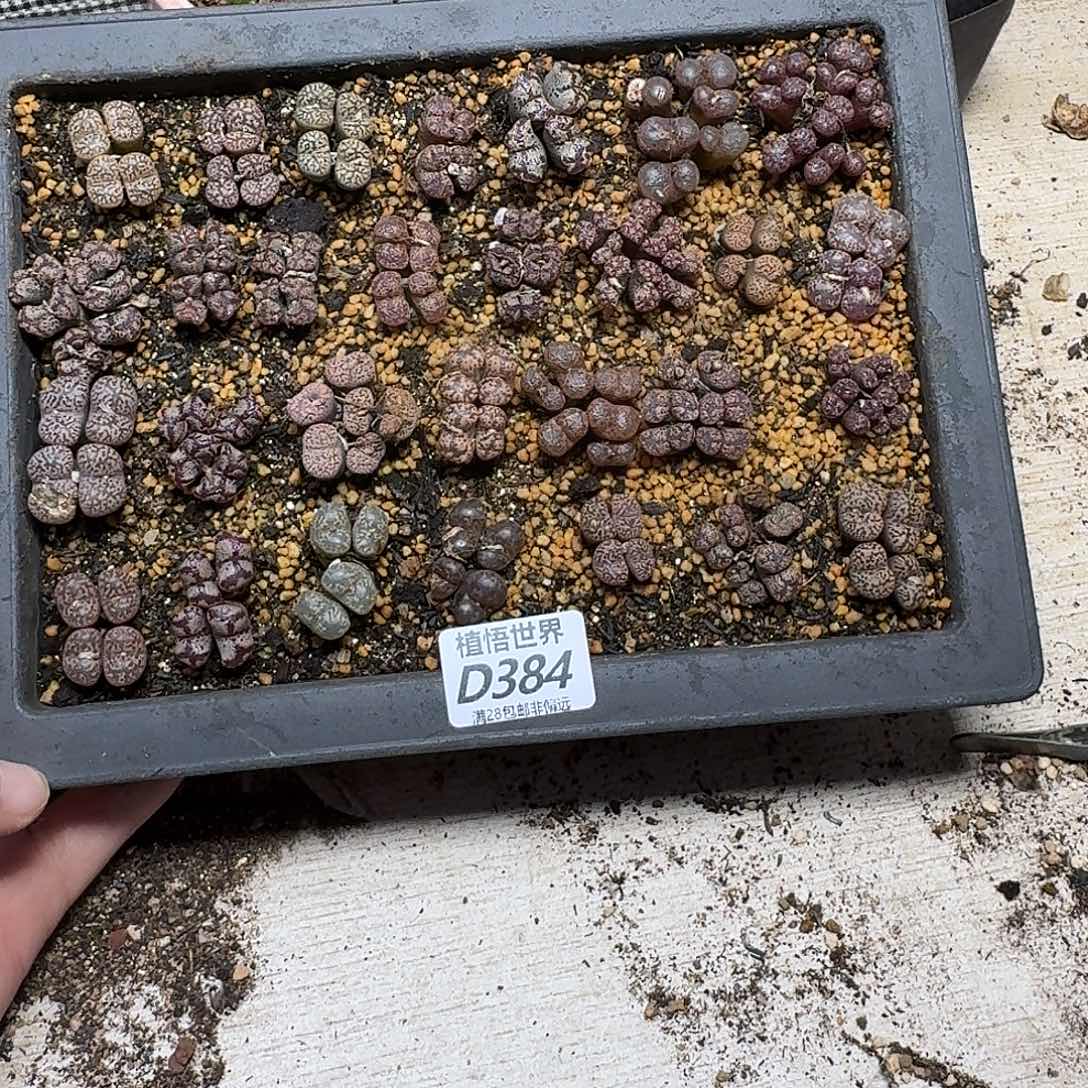 多肉W的人生的润泽dfv