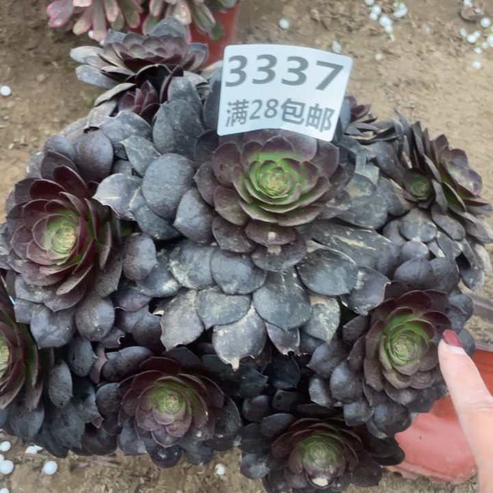 3337一号棚黑莫多肉A