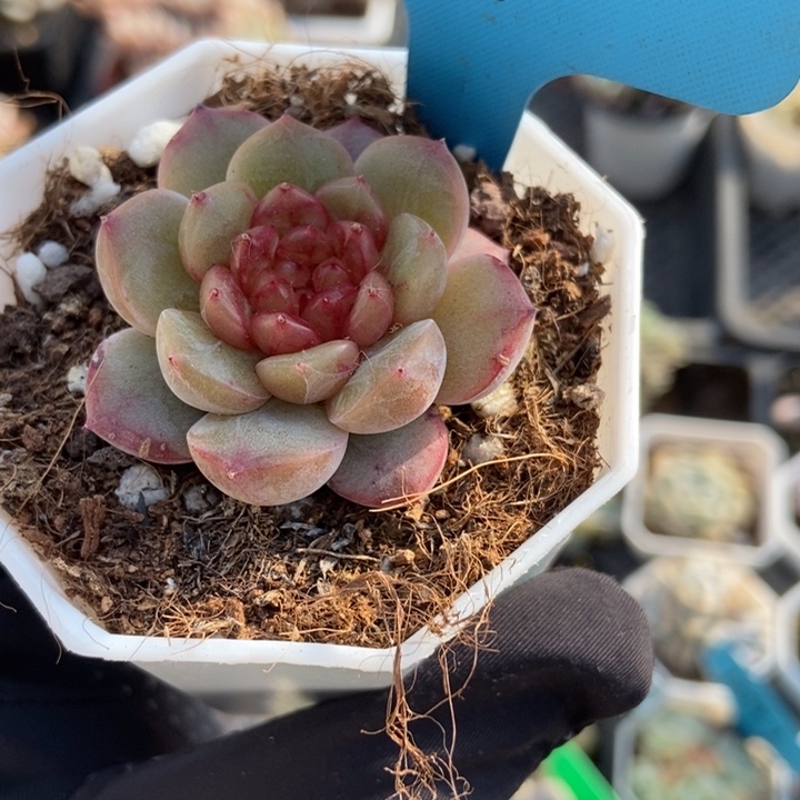 1009糖果珍妮多肉植物