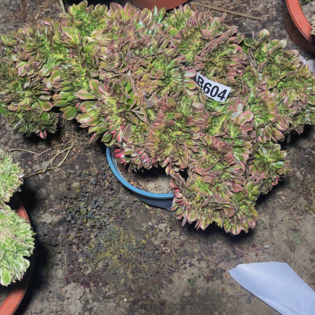 香妃法师26//////47包邮