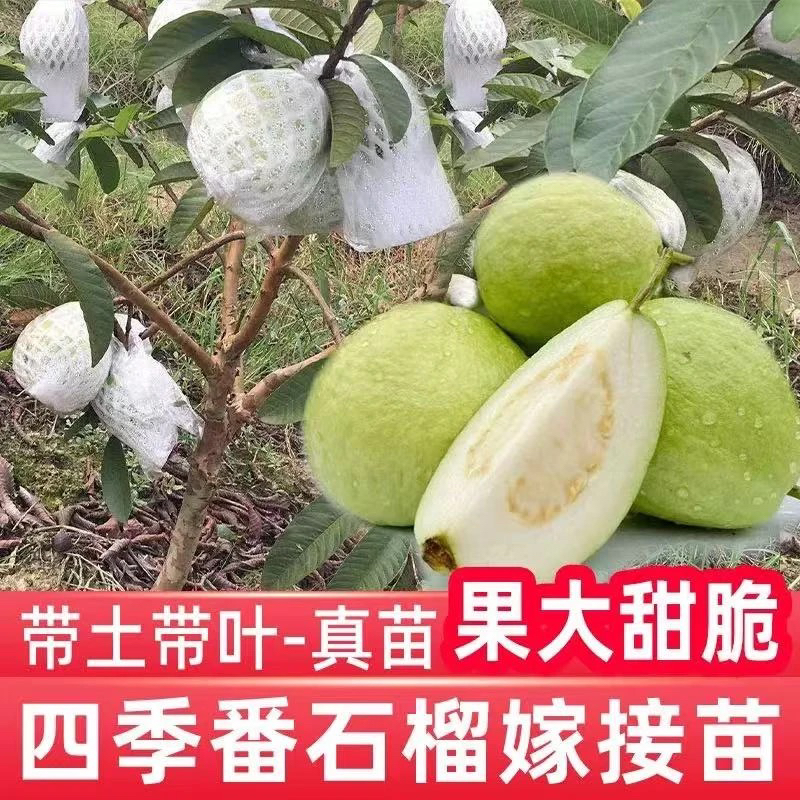 珍珠芭乐果树苗 番石榴树 四季结果 高产品种