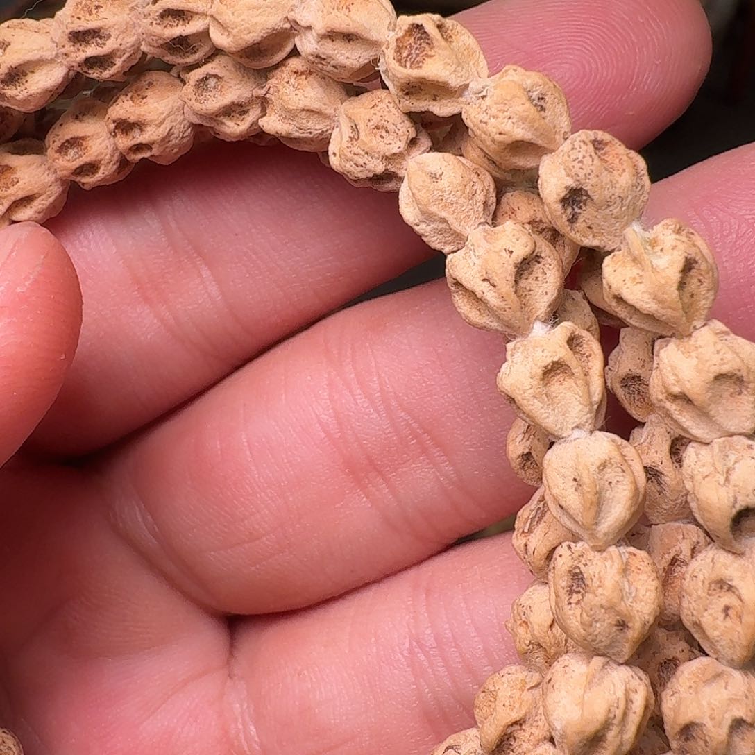 柏香籽/百香籽吊坠齐****了