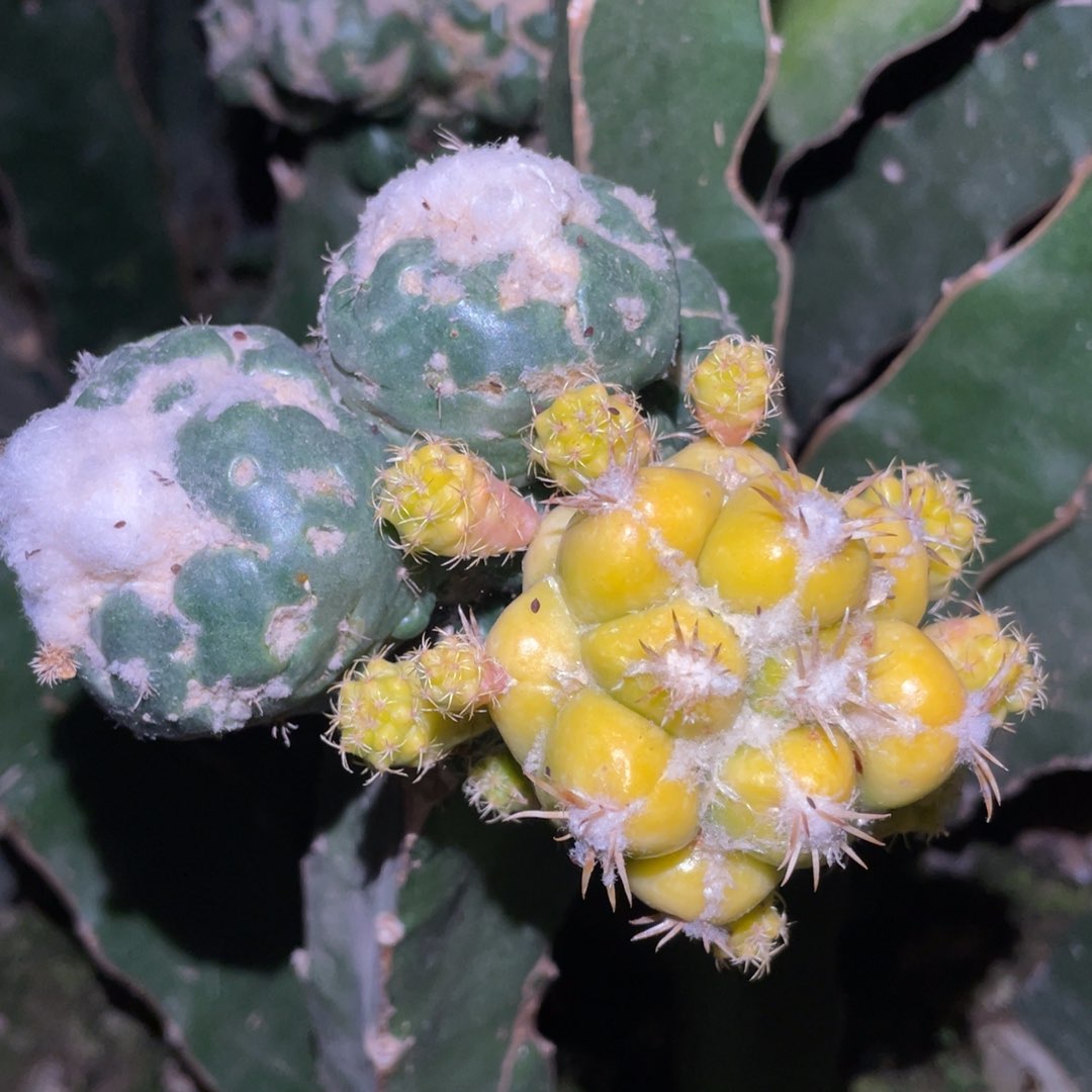 象牙石化丸锦群体