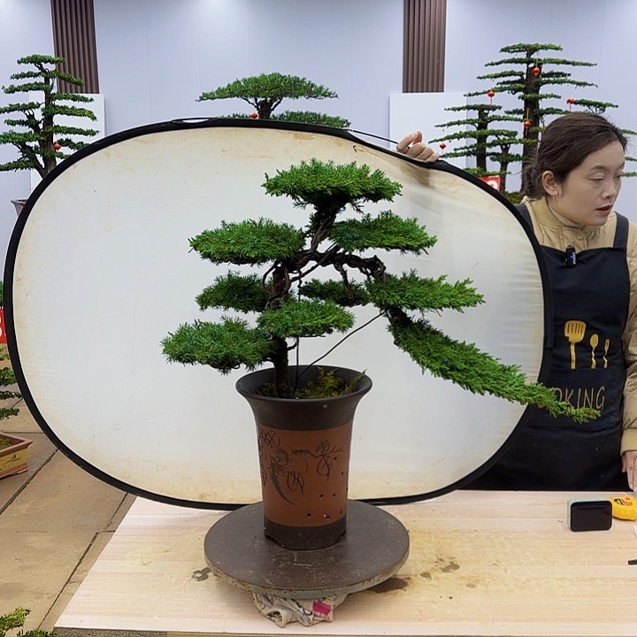 盆景直播间一物一拍