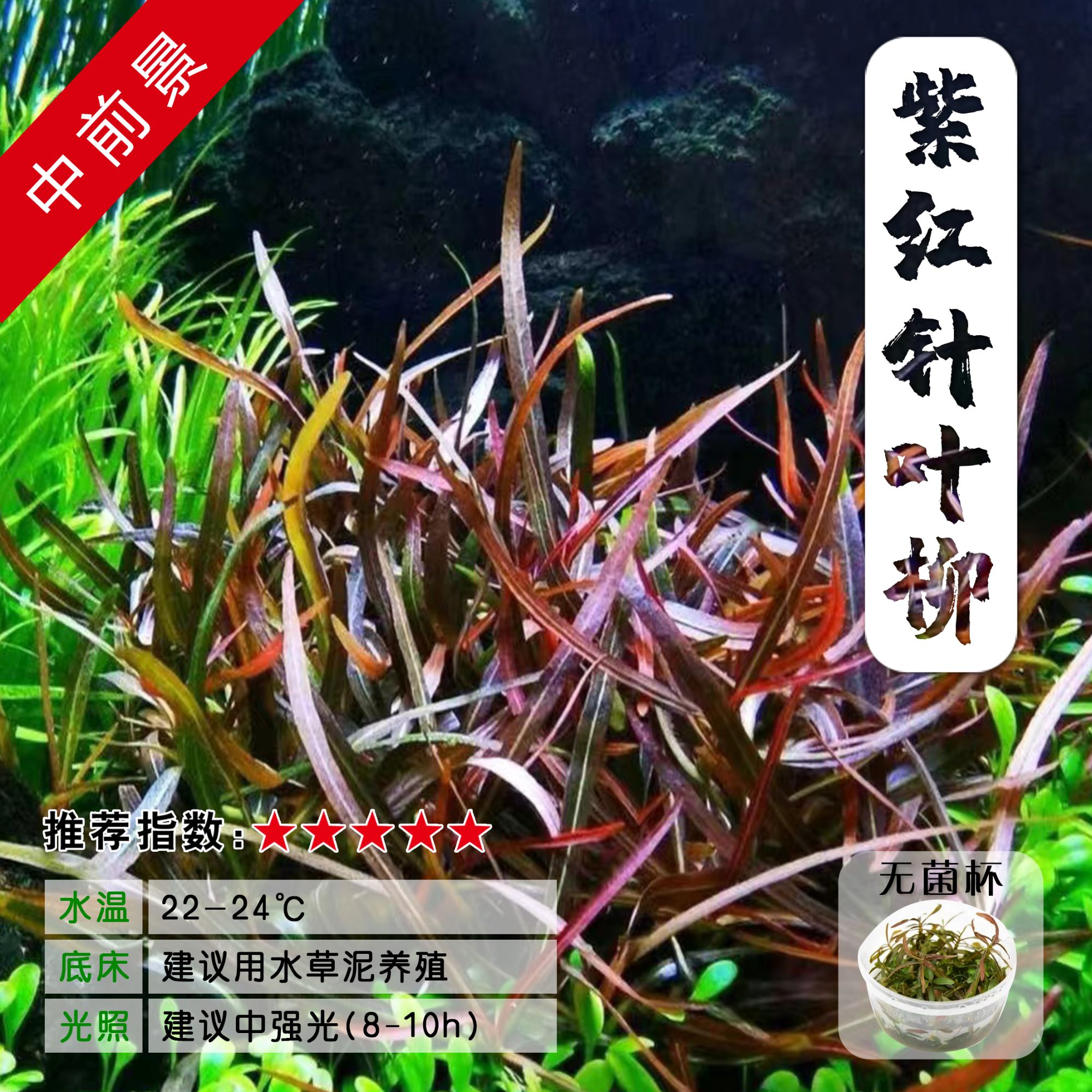 【紫红针叶柳】无菌杯水草用于草缸造景中前景搭配沉木青龙石