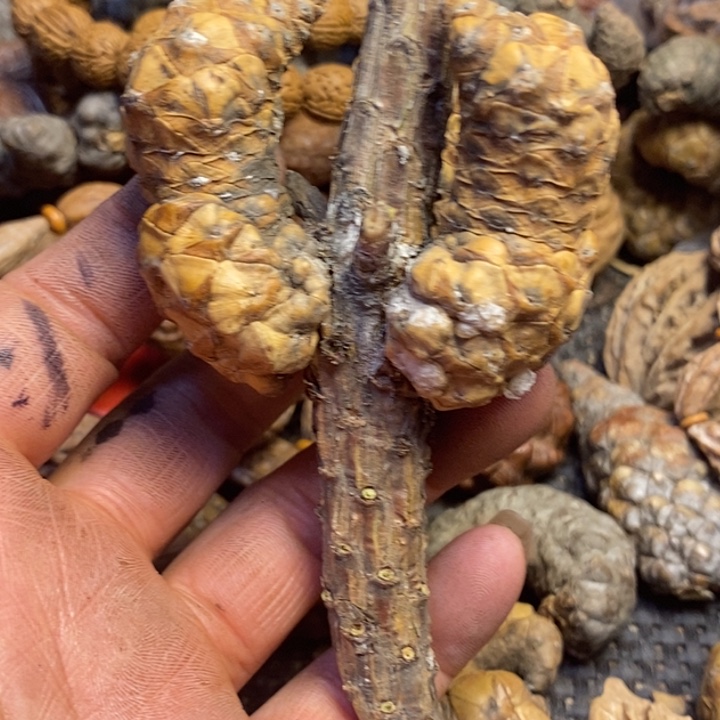 J***D桃核吊坠东北特产245