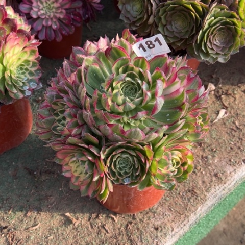 用****9181海王手捧多肉，